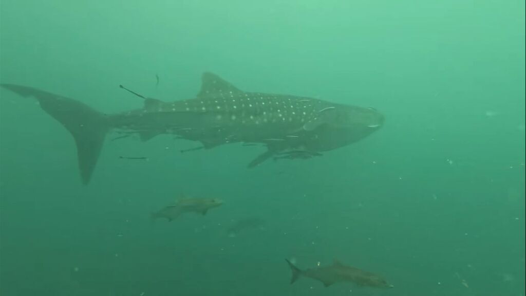 1af83add-5cef-401c-88ec-e9582679f7de