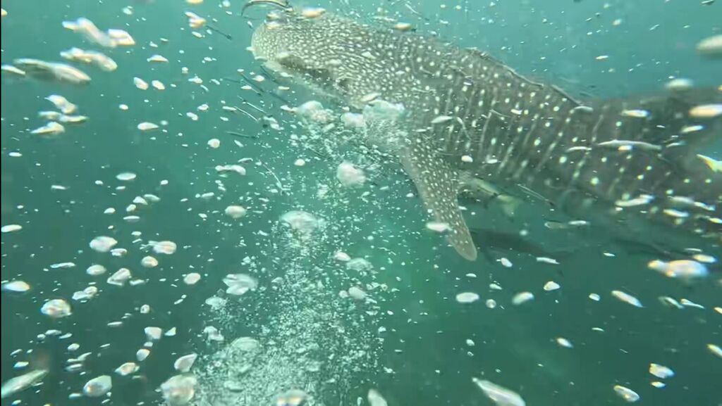 1af83add-5cef-401c-88ec-e9582679f7de