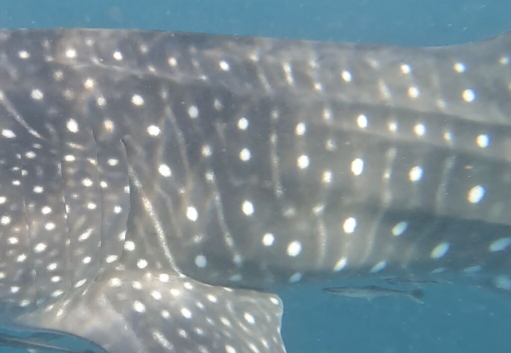 37d373ae-8860-41b1-baa8-28c4896747a1