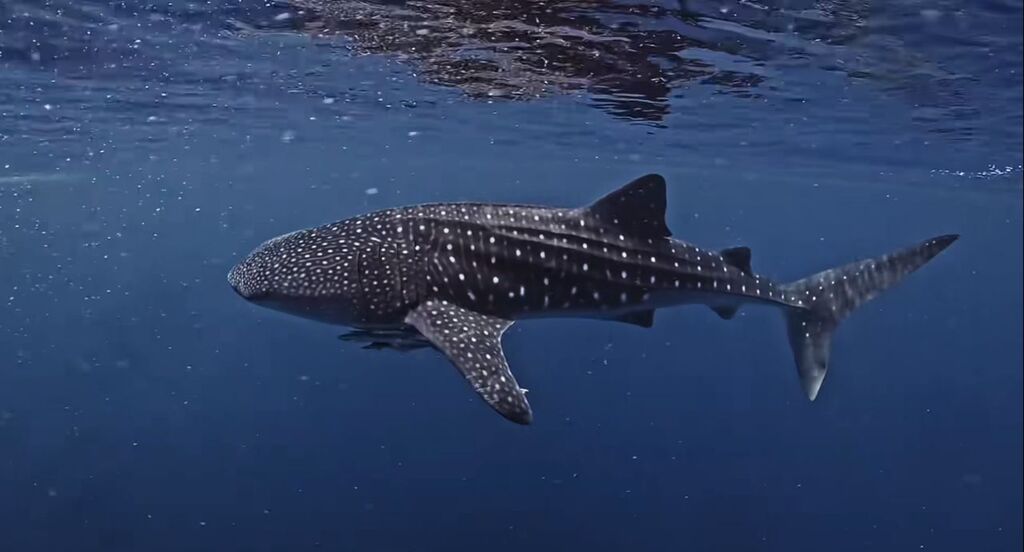 cadbad2e-9979-42b5-97b8-e2e2250b935b