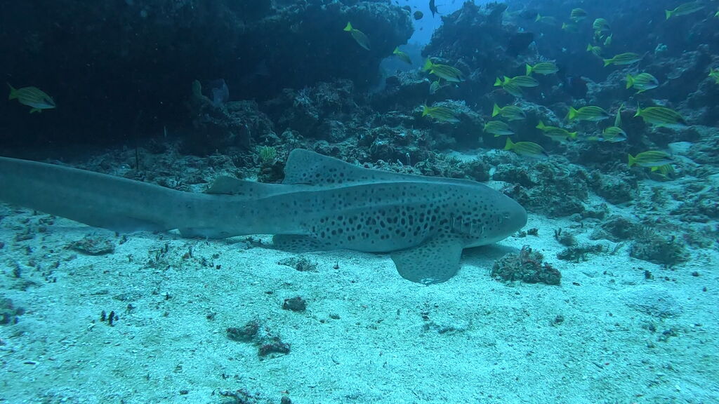 0762deaf-2e2f-4ecd-9331-84aa85908fe8