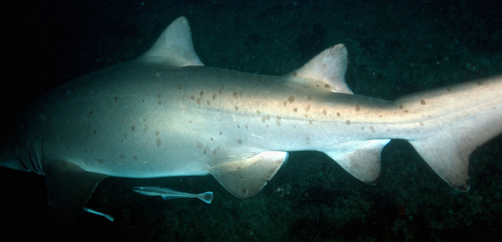 9afdf087-5c58-4724-99f8-4ca225de8477