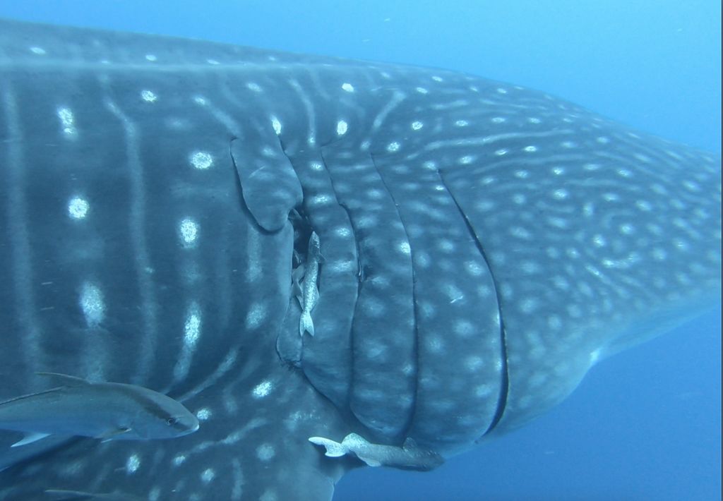 458720af-57b5-4b92-8320-69e23e154adc