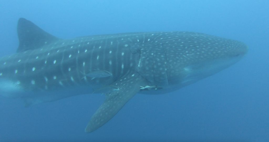 458720af-57b5-4b92-8320-69e23e154adc