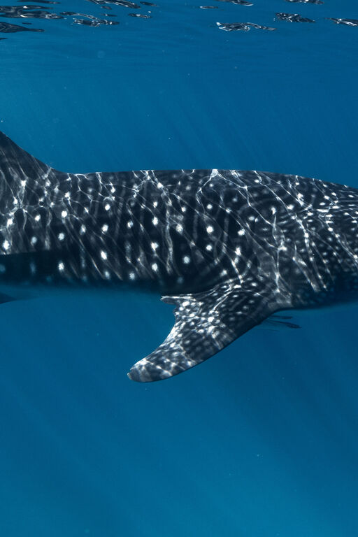 27a846f0-d4d9-4f7f-be51-7b3e8be7f054