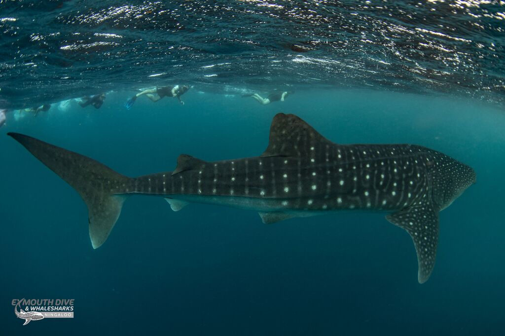 9d75dc93-7b8d-464c-bc03-78cff2f68456