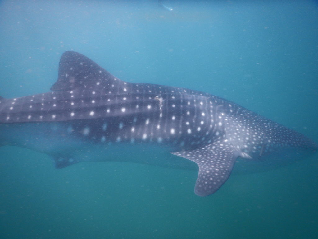 b5ae12af-6fc6-4552-aab8-e594fc823213