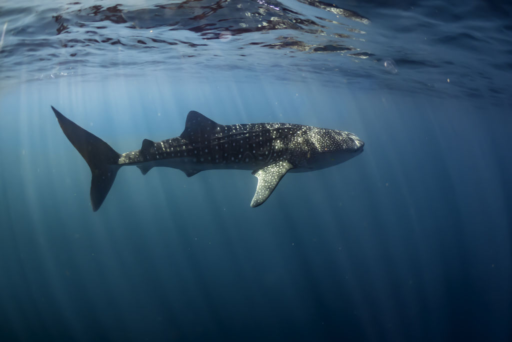 68b0d69e-a7dc-484b-ba1a-26650dc2c5ce