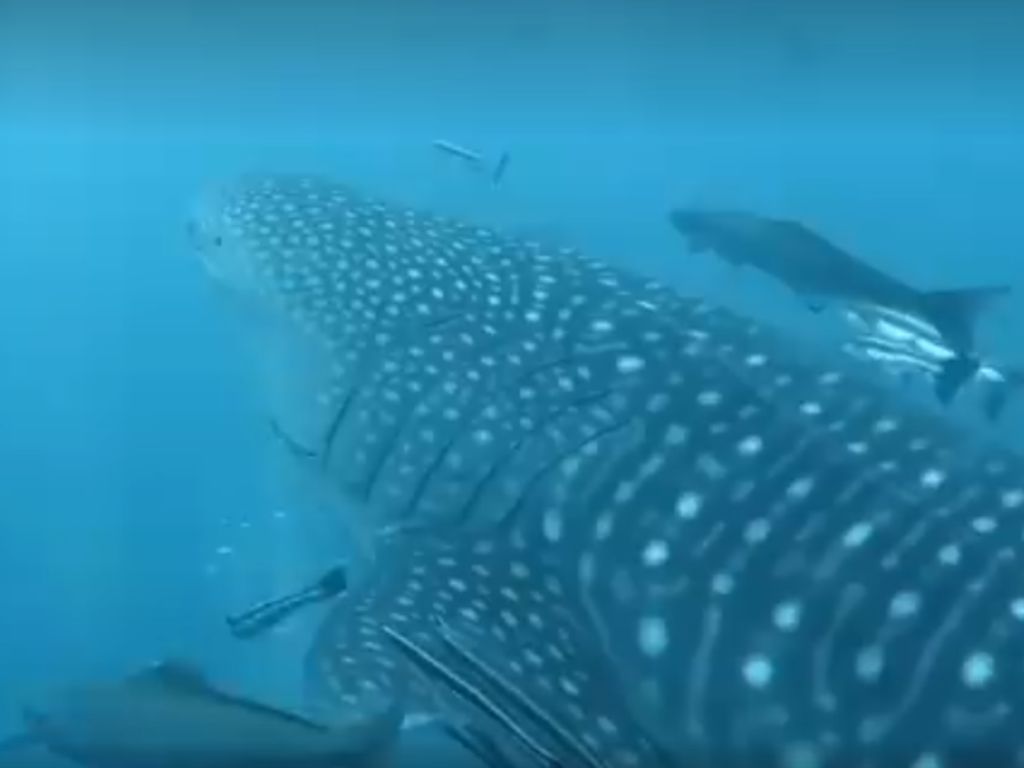 18faf15f-2fe9-49ec-8fa2-d2c871a799cf