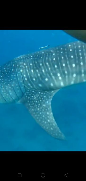 a97536b5-b050-4d72-9cec-eb42952c520b