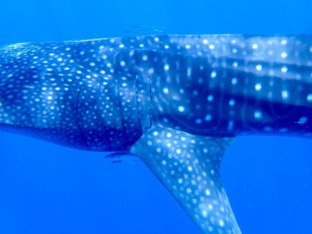 7274bb96-f212-4afc-8f1d-100ce24b8617