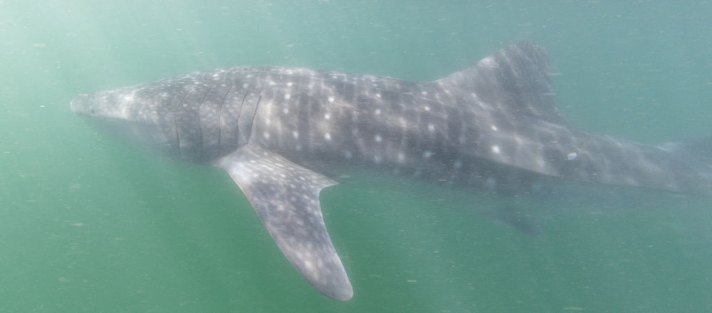 727240aa-36f0-4402-8370-db97d77981fb