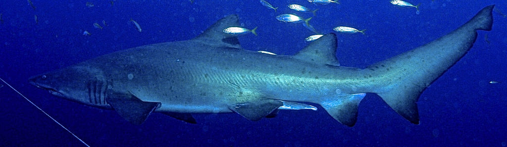 c6ecad1c-69ef-4077-839c-325d4f6bfe7e