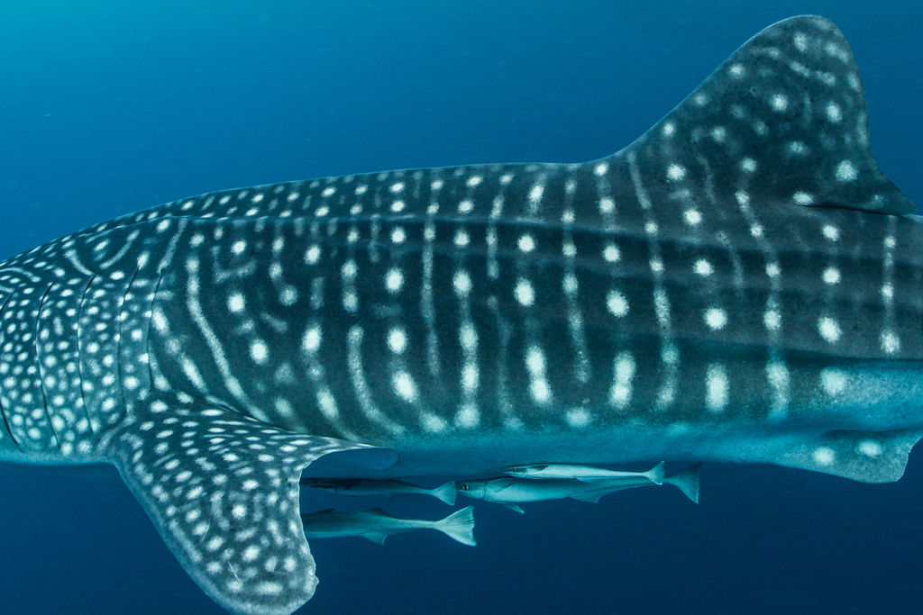 d50fb32e-275f-47d8-b596-40ee30eaa0ef