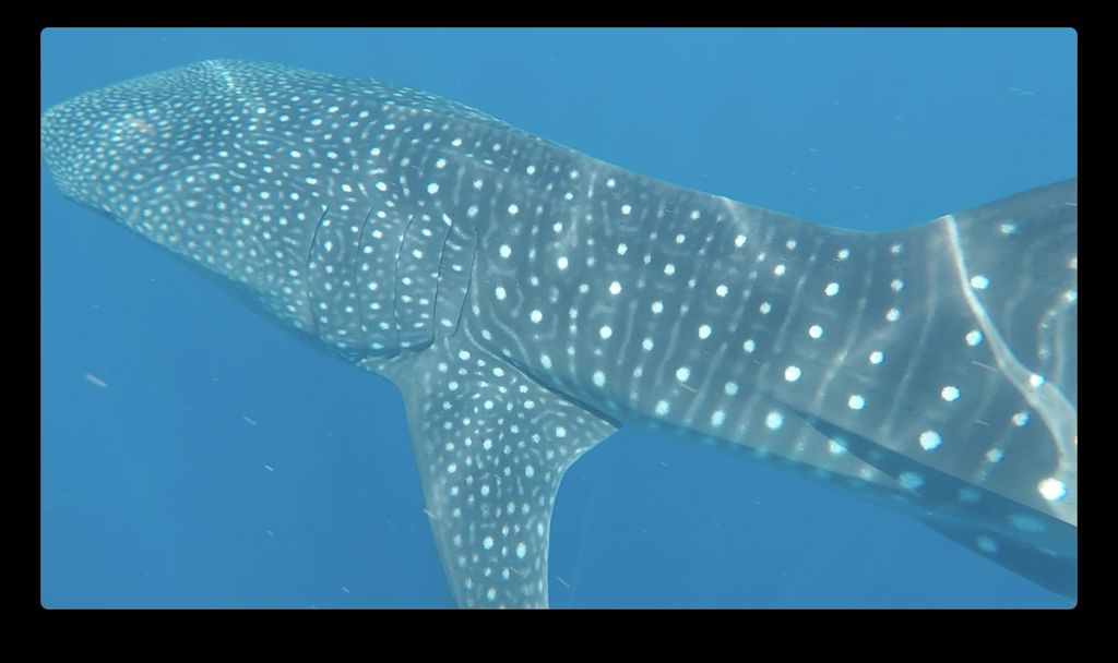 d588ac65-7242-487d-a2ce-0ecac52945a9