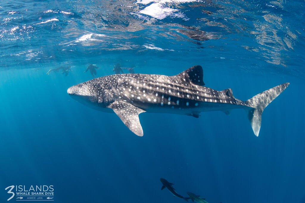 47418eeb-ac6e-4187-a1a8-0e8265bea765