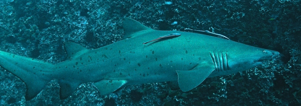 7453ef96-75a0-4cd6-96c3-a36ee489fa19