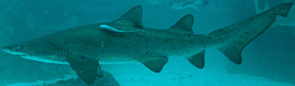 e0a76194-0112-42f9-a9ee-bd2835a0232e