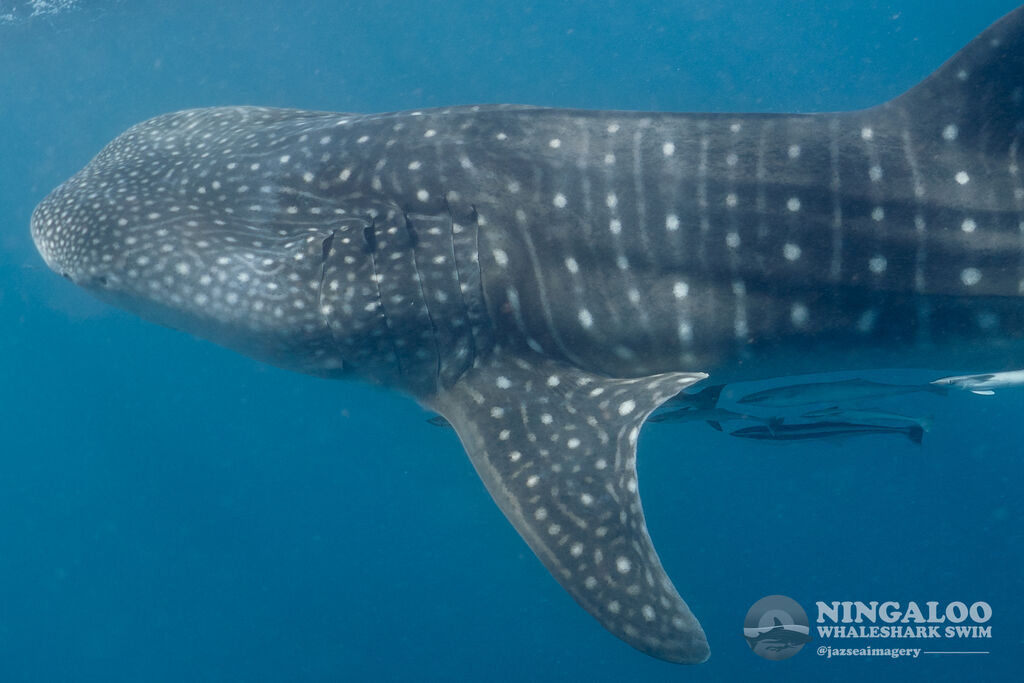 e432fded-7bcf-45c0-a0c1-1f4088d7ba4a