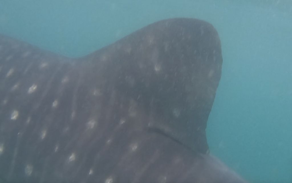 1e6f1849-a027-449f-820a-110bdff8dc40