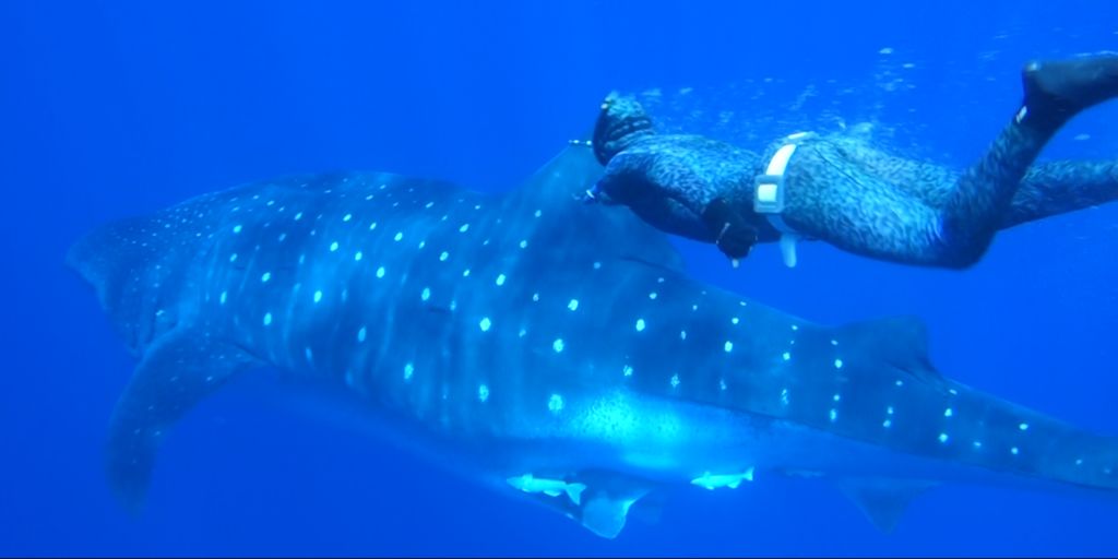 adebc9c9-4e21-4cbf-8d0a-5de49734f911