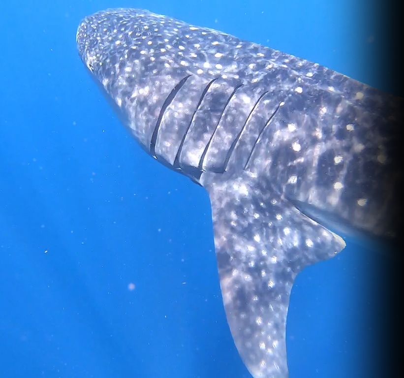 7f86c9ef-5ed1-42d4-97a0-7dc1f879c2f8