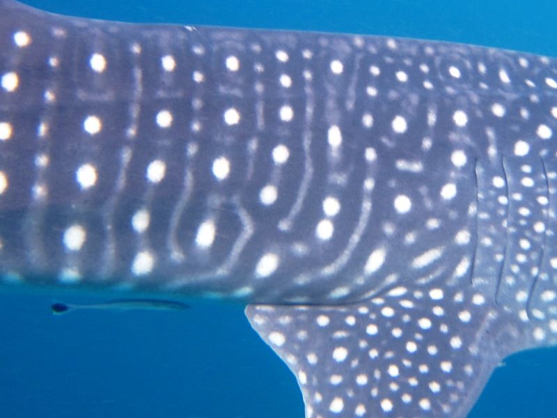 5283a79e-e404-4b7d-baa9-2a8e50bea2db