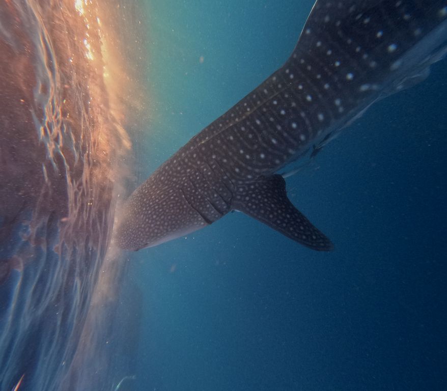 bc5170a1-0a1f-48be-872a-787b567b279e