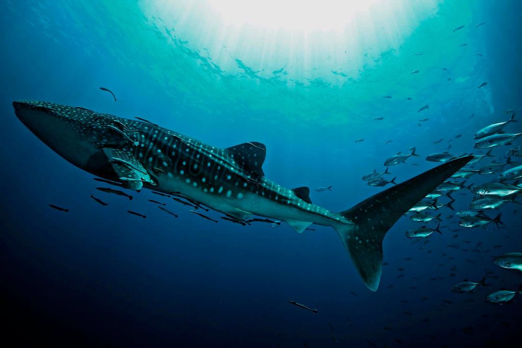 fa50245f-697b-4aa4-a0b3-d0a74eee4694