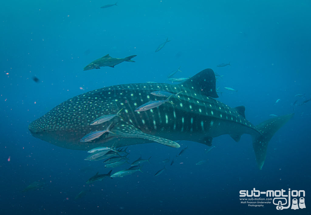 8b305ba2-3f89-4600-b068-a94d511a9914