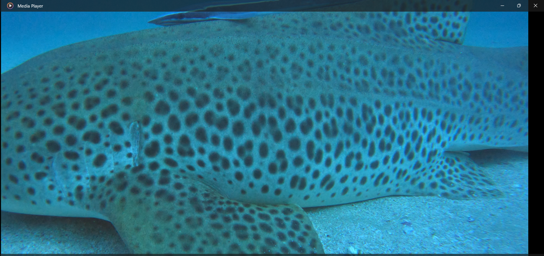 Sharkbook: Wildbook for Sharks
