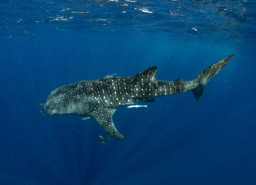 ed196036-c2ff-45a9-987d-c73694e5cc44