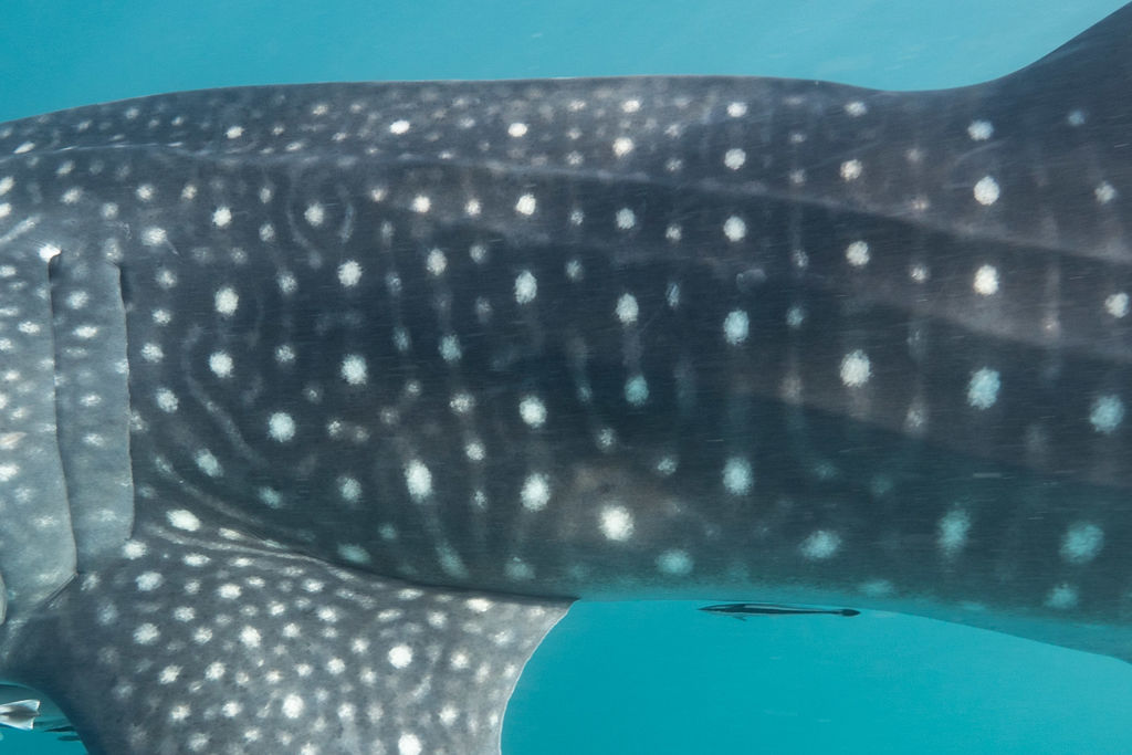 f1f5316c-eb30-4a4c-a608-6df203e9f2f5