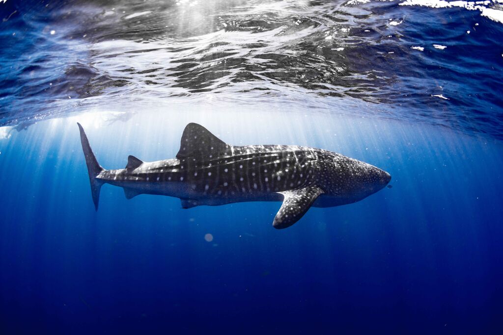 d07068ae-9aa0-4a08-a8fa-0504ba166774