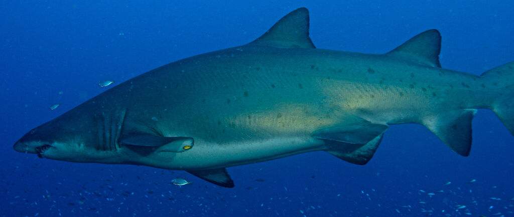 93a89efd-81d3-466d-be04-69cf262fb2b8