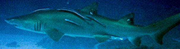 0ddf21d7-f482-4759-8b02-1f8d84f63f75