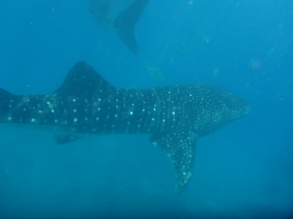 d815a1e4-b2e8-44e6-b04a-0d9ea574116f