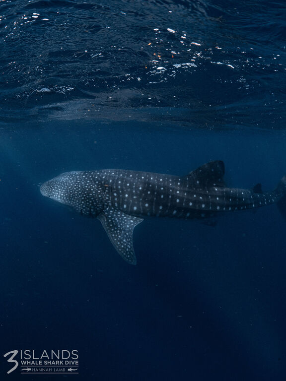 af3b7360-2c31-465a-ae27-71e4ffdac5ad