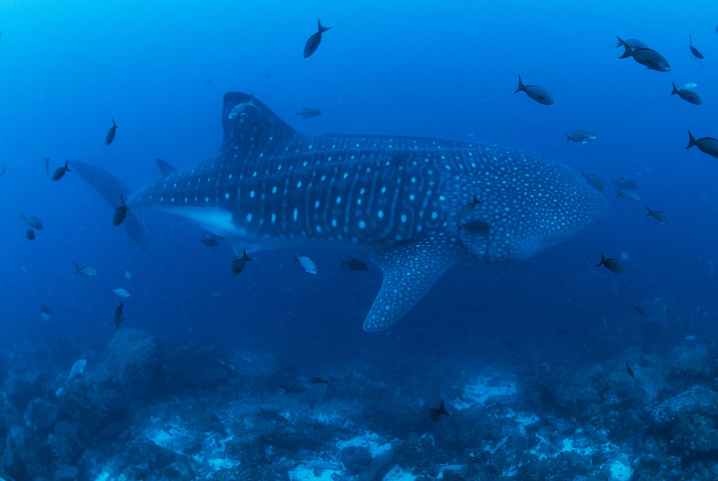 d5d8ebe7-6ca3-4838-874c-f328bd77a8ac