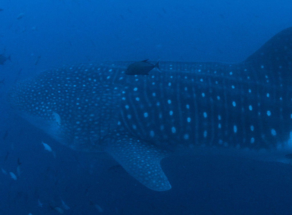 d5d8ebe7-6ca3-4838-874c-f328bd77a8ac