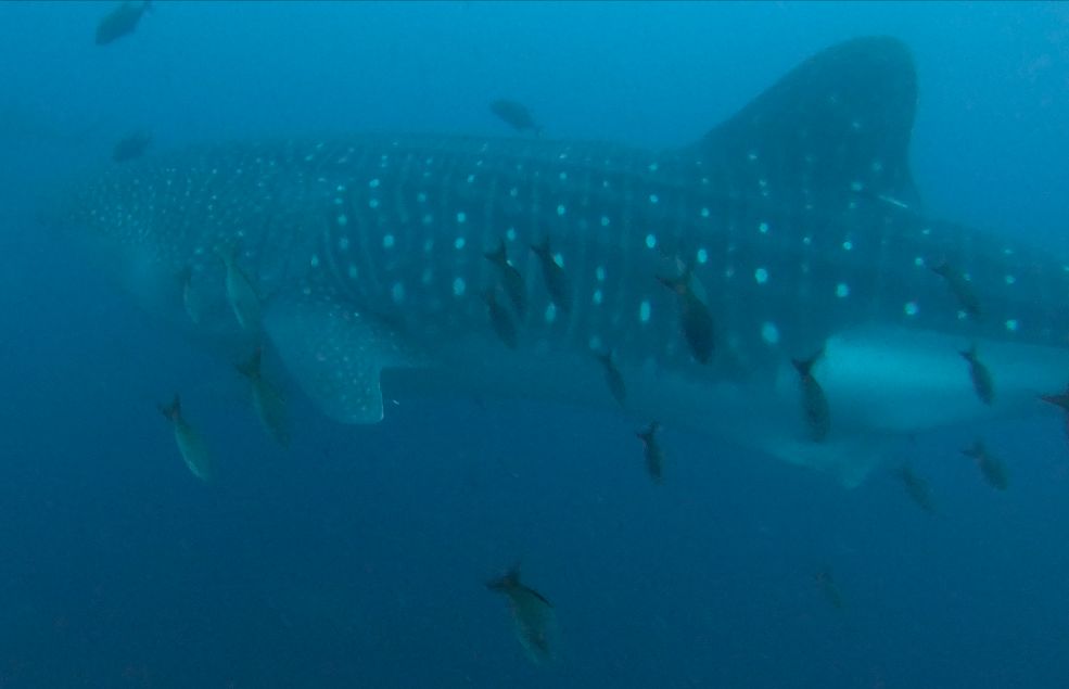 d5d8ebe7-6ca3-4838-874c-f328bd77a8ac