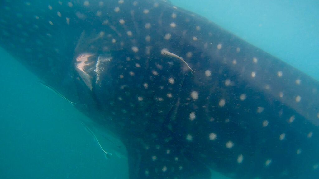 f5db753f-8f45-42fe-b963-2621c3f1db38