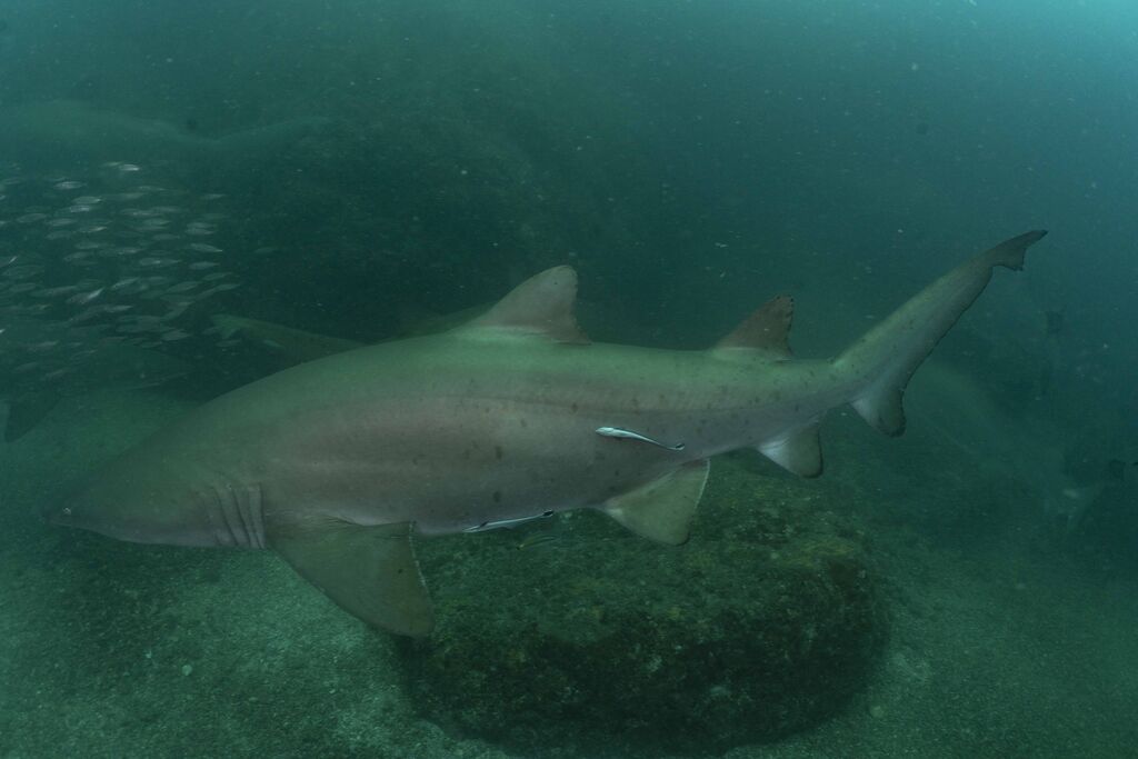 818e2344-08ad-4002-b0d0-5a91474498d5