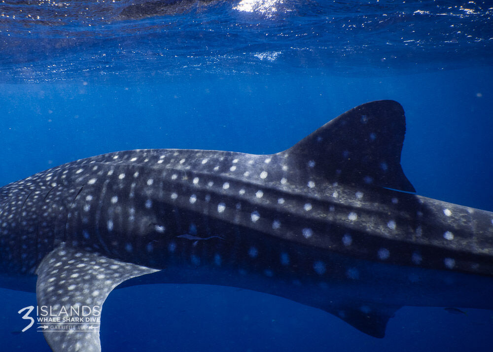 a0903cce-aae6-4b73-a135-b343698d0abe