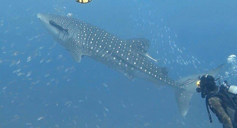 129afc41-7c0e-45af-822f-1ec53bb57473