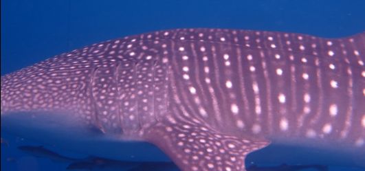 6beb0e79-5eaf-46bd-bbaf-de2469d02914