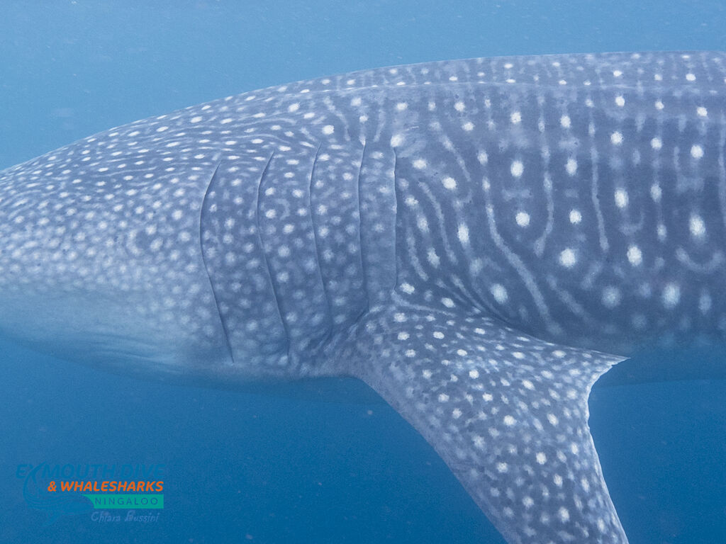 ada553e9-1901-48d1-9f25-3b06b26c916d