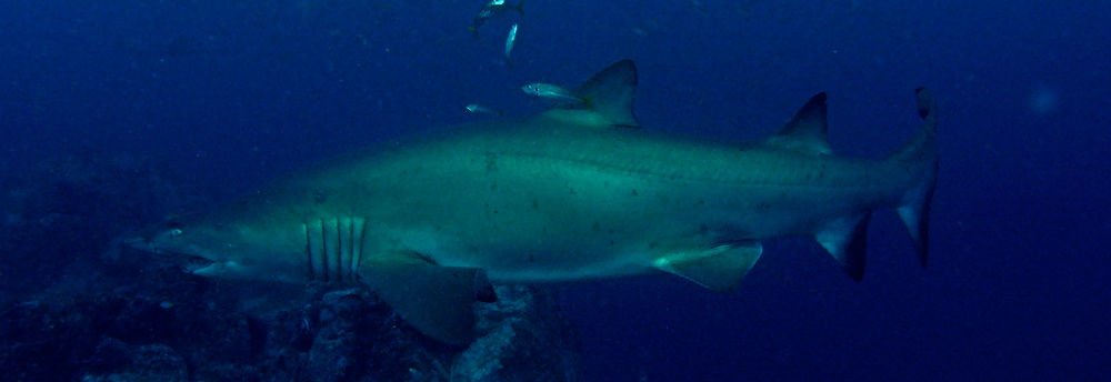 8a9dd044-fd62-4c80-af81-4930eaa15007