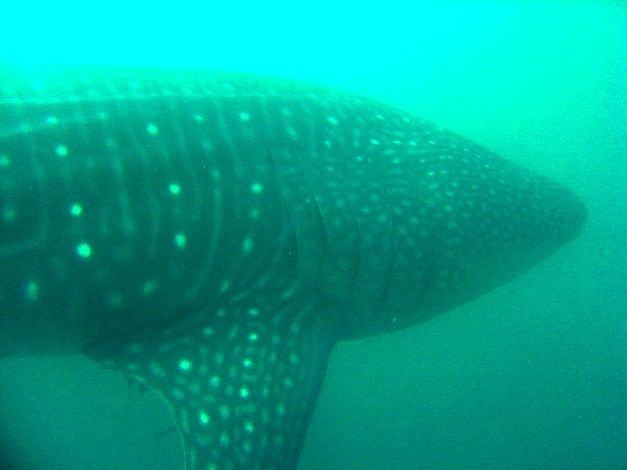 8d7b0aed-f9a1-4d51-a781-0d97340798b0