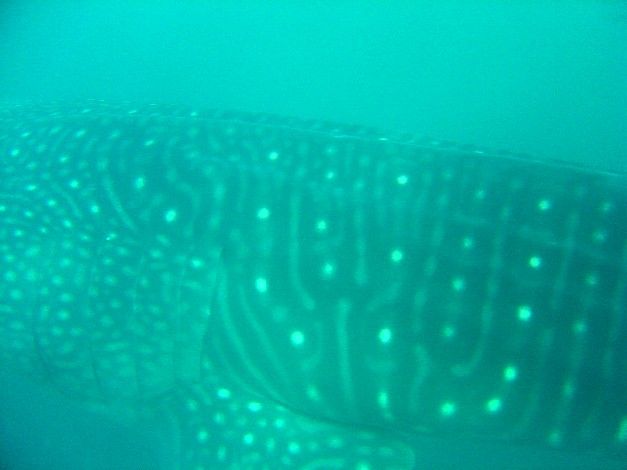 8d7b0aed-f9a1-4d51-a781-0d97340798b0